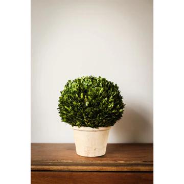 Boxwood Ball In Pot - Medium